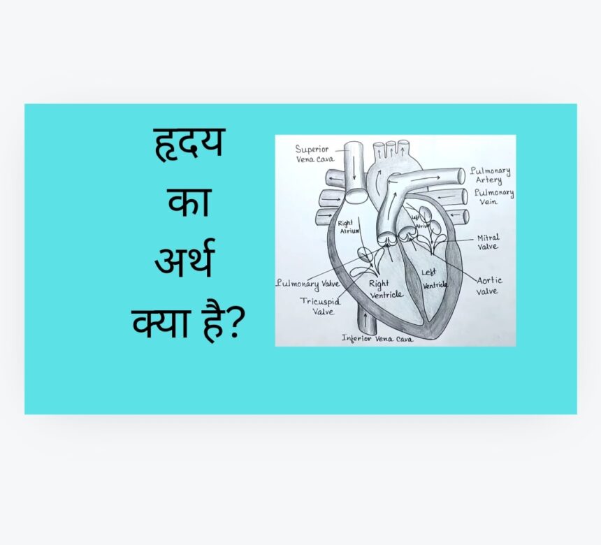 ह्रदय: शारीरिक रचना तथा कार्य