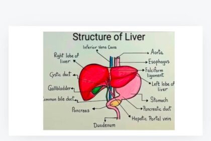 यकृत (LIVER) यकृत को अंग्रेज़ी में 'Liver' कहते हैं. हिन्दी में इसे यकृत और उर्दू में जिगर कहते हैं.जो केवल कशेरुकी