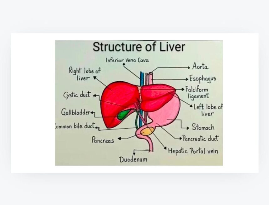 यकृत (LIVER) यकृत को अंग्रेज़ी में 'Liver' कहते हैं. हिन्दी में इसे यकृत और उर्दू में जिगर कहते हैं.जो केवल कशेरुकी